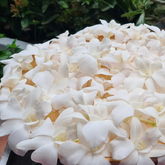 Elegant white orchids used as floral toppers for tropical cocktails and mocktails